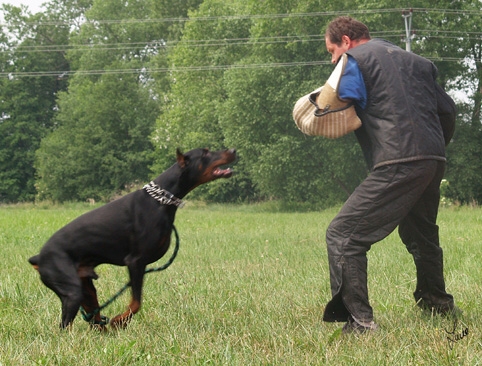 Dogs in training 6/2007